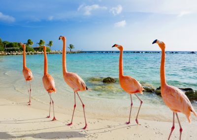 Aruba