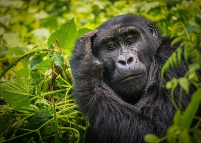 Uganda