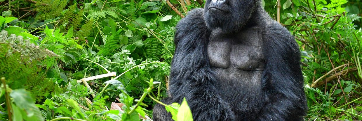 Rovníková Afrika z Prahy – za gorilami do Rwandy