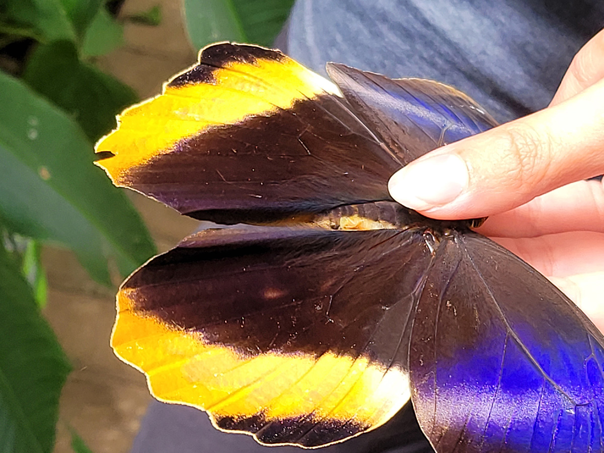 Svatební cesta v Kostarice s tropickou přírodou