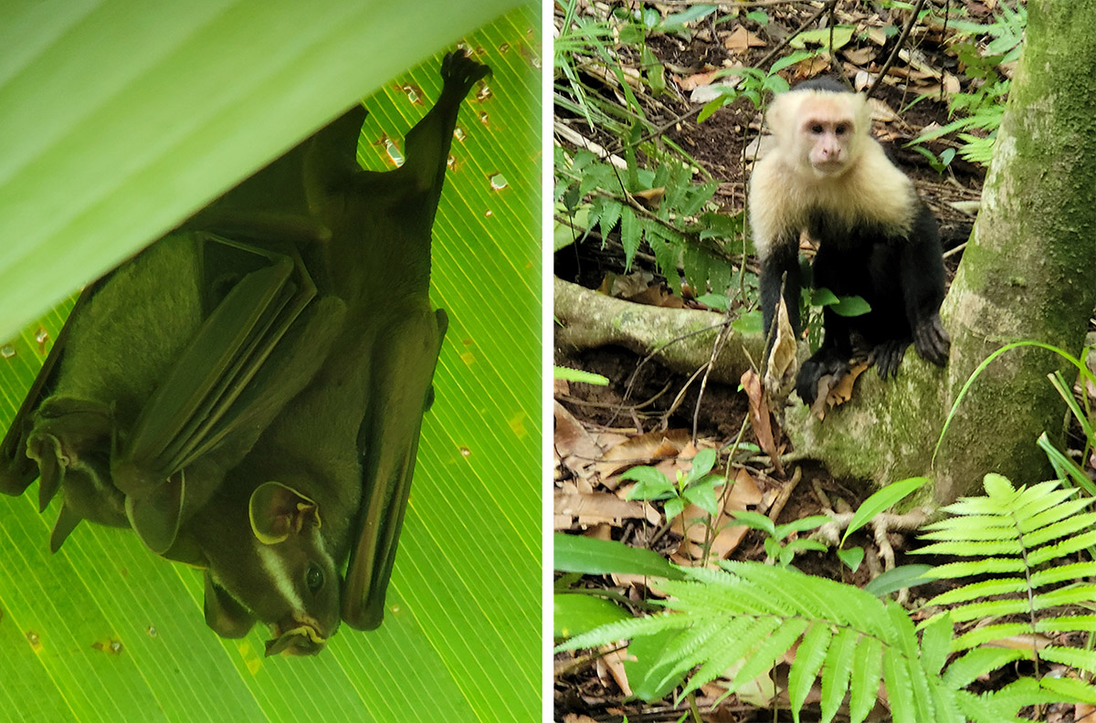 Národní park Manuel Antonio na Kostarice