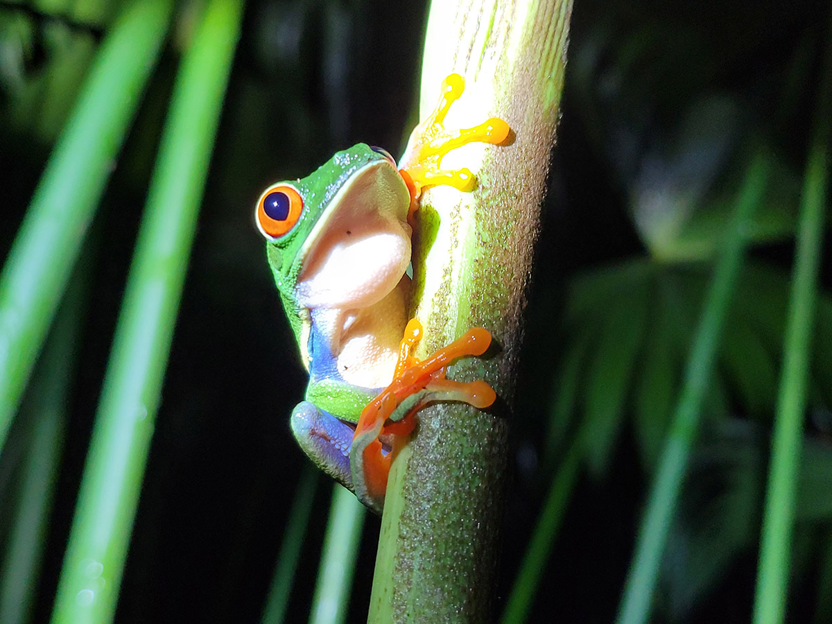 Žabičky v kostarické divočině