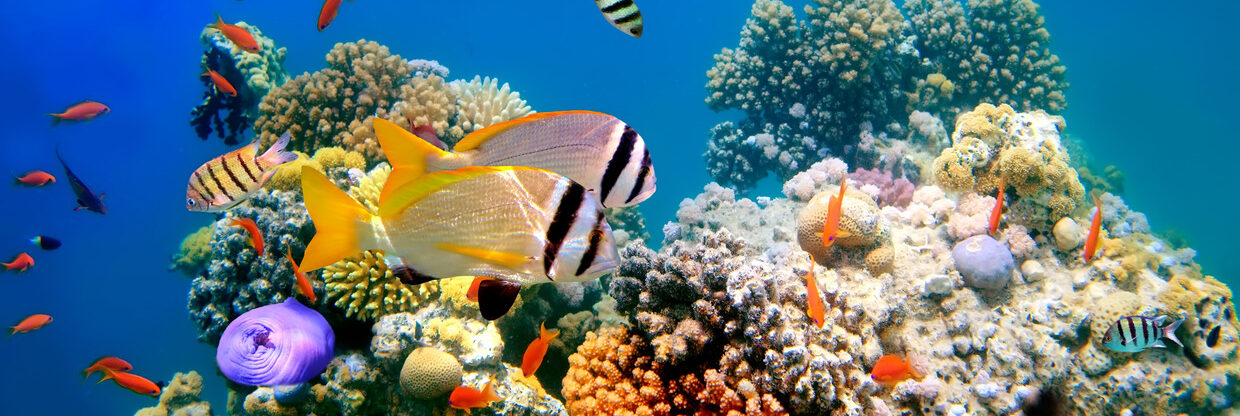 Za teplem do Egypta: Marsa Alam z Prahy přímým letem