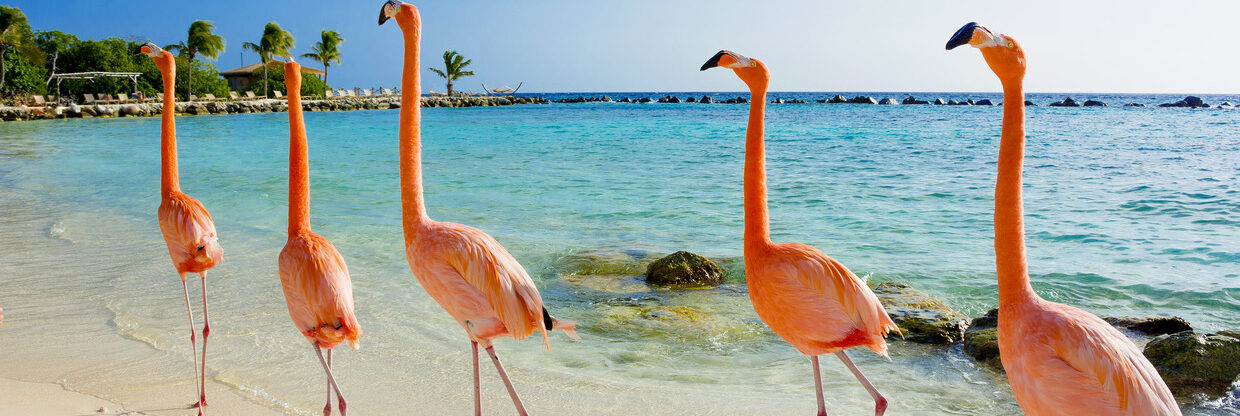 Z Prahy na exotickou Arubu s návratem do Mnichova