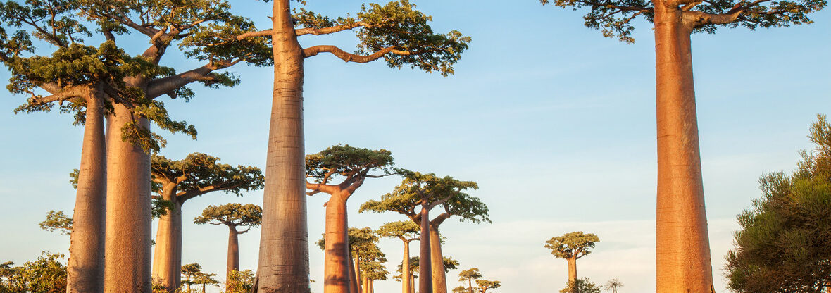 Vzhůru na Madagaskar: z Vídně s Turkish Airlines