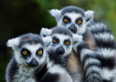 na Madagaskar